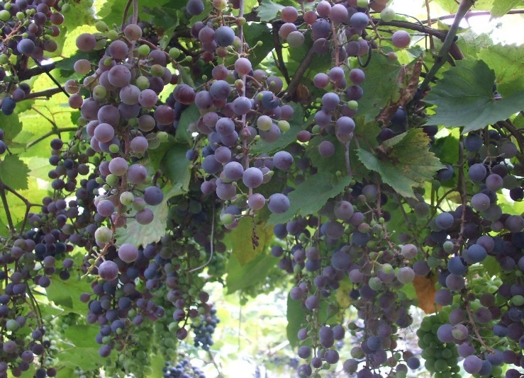 С виноградом хорошо сажать клубнику