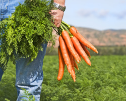 Carrots: the benefits and harm to the health of men, women, children, pregnant women, for weight loss, vision, chemical composition, vitamins and trace elements, glycemic index, calorie content per 100 grams, folk recipes for treatment with carrots