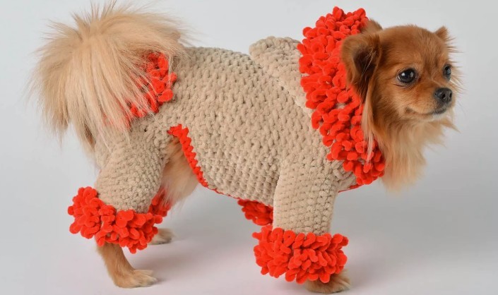 Warm clothes for dogs