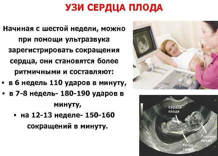 Déjà au stade de l'embryogenèse, le cœur du fœtus commence à se former