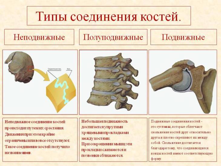 A csontok kapcsolatának típusai