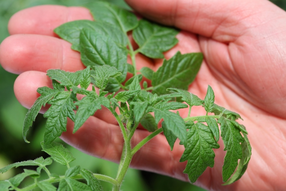 Как обрабатывать рассаду томатов перекисью водорода?