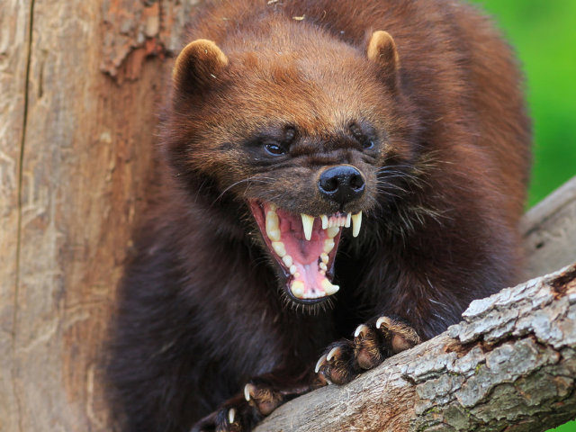Wolverine-wild animal: description for children of grade 1-4 for the lesson surrounding the world
