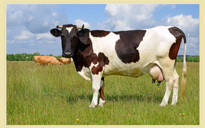 Существует много примет про коров