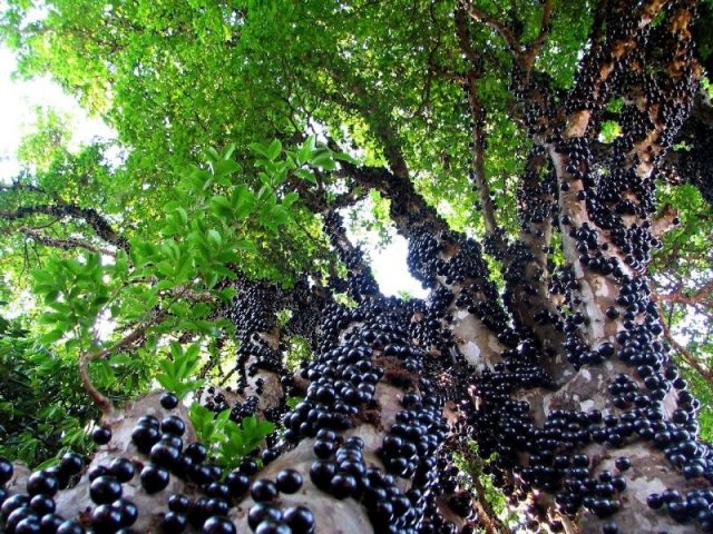 Jabotikaba Berry Tree - Propriétés de la plante et des fruits, photo. Comment faire pousser Jabotika à la maison? Comment acheter des graines de jabikabi pour AliExpress?