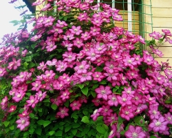 Flower Clematis: aterrizaje, trasplante a otro lugar, creciendo y saliendo en terreno abierto, reproducción con semillas, esquejes, diseños de aire, poda, alimentación, preparación para el invierno. ¿Por qué clematis no florece: qué hacer? Clematis en diseño de paisajes: ideas, mejores fotos