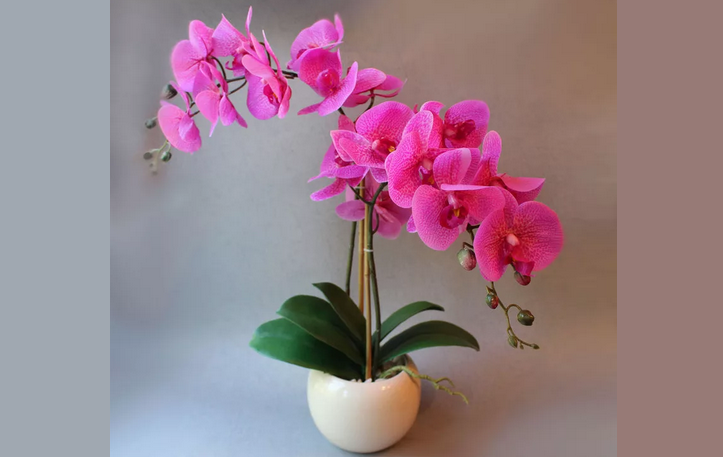 Пересаживать орхидеи во время цветения можно, но в самых экстренных случаях