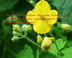 Celandine - therapeutic properties, chemical composition, vitamins and contraindications, recipes for use, reviews. How to drink a decoction and celandine juice for cleansing the body, from intestinal polyps, ovarian cysts, fibroids, mastopathy, stomach ulcers, for the prevention of oncology?