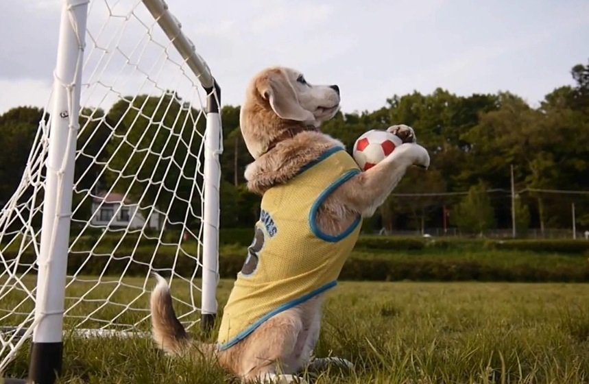 Cómo enseñarle a un cachorro en casa un equipo para sentarse: entrenamiento y gestos