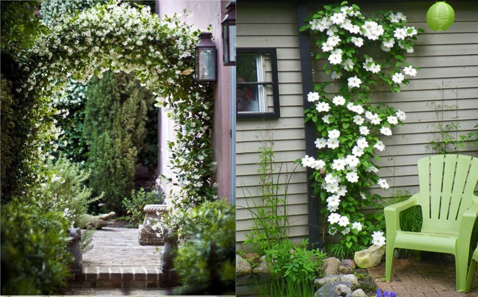 Echter Jasmin in den Höfen der Häuser