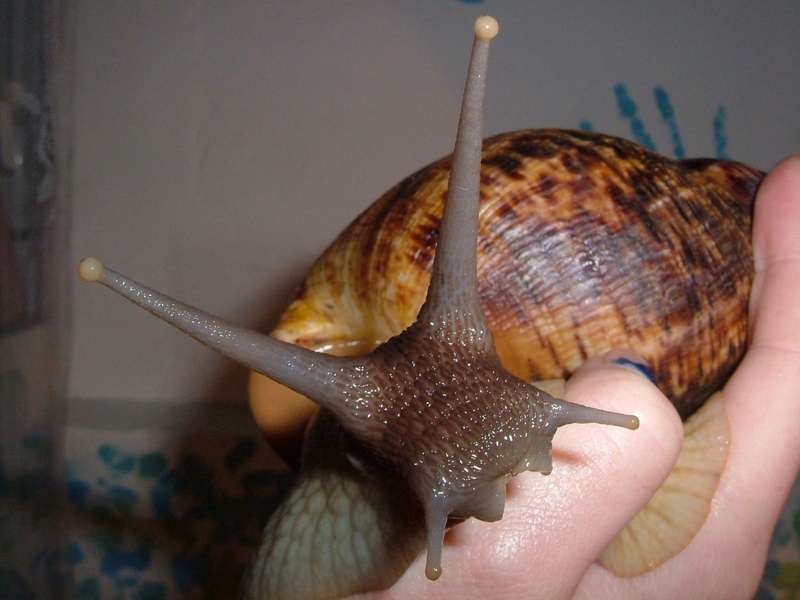 Achatina