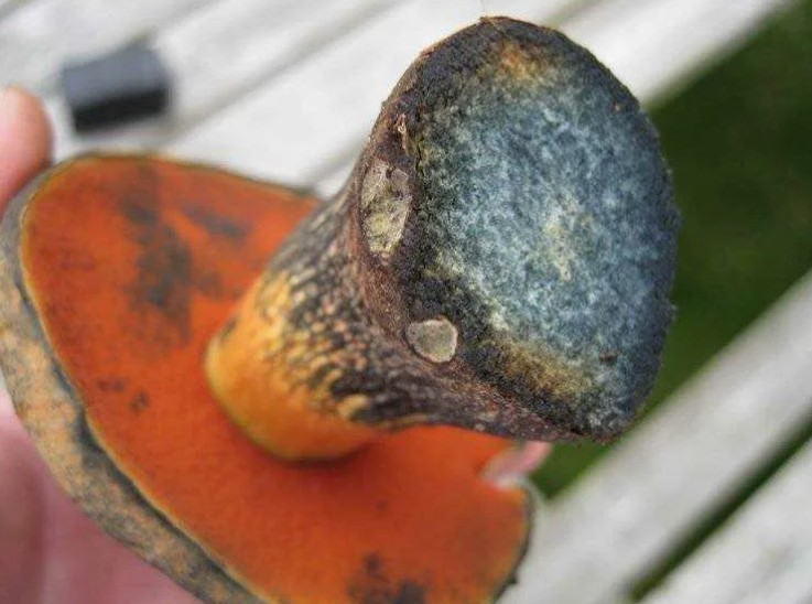 Mushroom with a red leg and turns blue on a cut