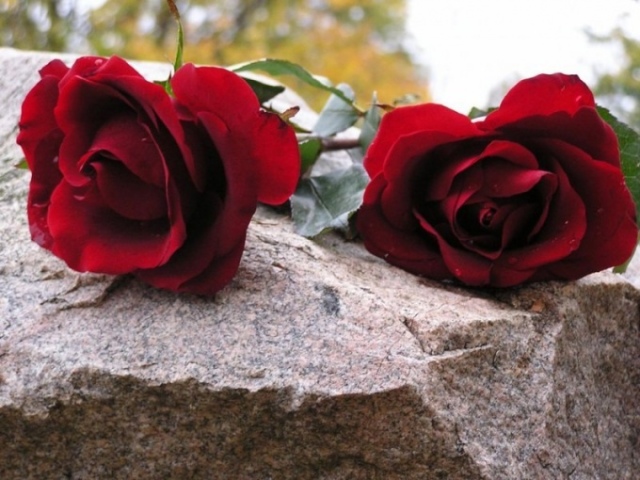 Можно ли положить на могилу 3 цветка или посадить 3 цветка? На могиле кто-то посадили три цветка: это порча?