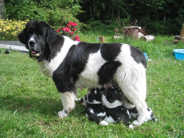 Newfoundland - pasma psov: opis, skalne lastnosti, barva, značaj, višina in teža, najboljši vzdevki, ocene lastnikov, fotografije. Kako nahraniti Newfoundland, kakšne vitamine, kako skrbeti, kako obdržati v stanovanju?