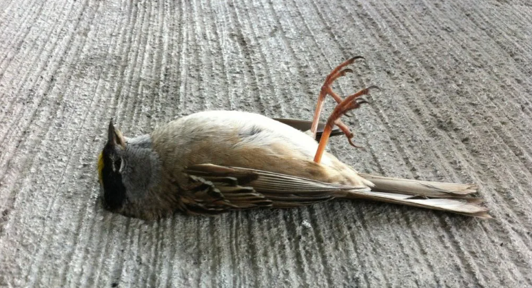 Мертвая птица в доме