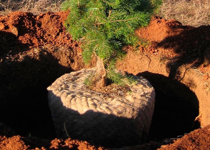 Transport spruce with maximum preservation of earthen coma from the forest
