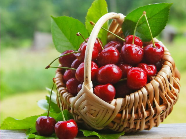 What is cherry: fruit or berry?