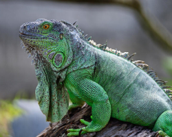 Zelena iguana: Nega in vzdrževanje doma, fotografija