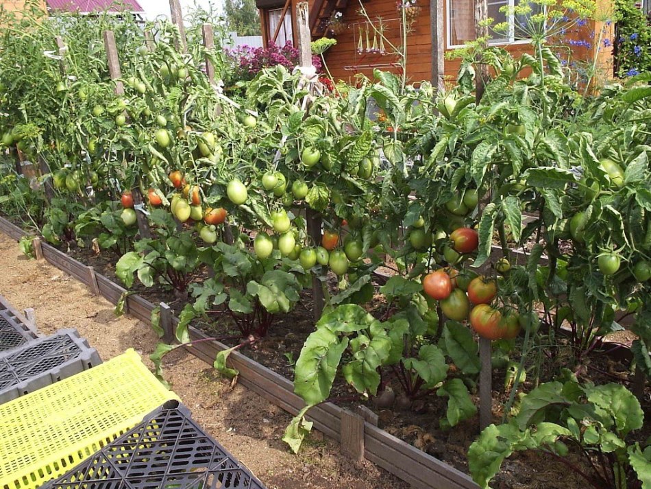 Wie behandelt man Tomatenchlorose mit Eisensulfat?