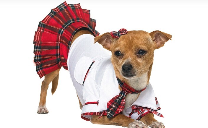 Fashionable glamorous clothing for dogs of small breeds