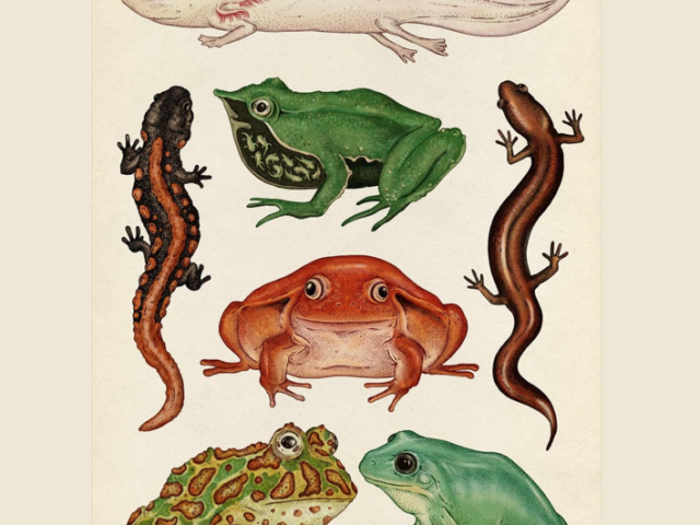 EarthMatic: fitur dan karakteristik vertebrata. Tanda -tanda amfibi sebagai penghuni air: Bagaimana mereka berbeda dari mamalia, reptil?