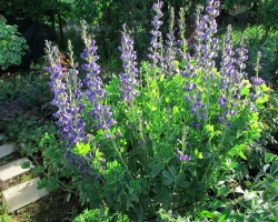 Pflanzenbapel: Arten, therapeutische Eigenschaften, Verwendung in der Homöopathie. Zimmer Baptia Blume: Landung und Pflege zu Hause: Foto