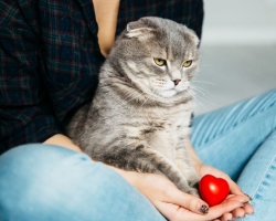 How to understand that the cat loves the owner?