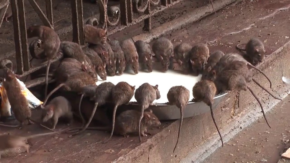 Banyak tikus pada satu titik - untuk keuntungan finansial.