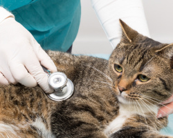 Le chat, les chats atteints de diarrhée: raisons, que faire, que traiter, nourrir à la maison? Comment et quoi traiter un chat enceinte et infirmier de la diarrhée: conseils, une liste de médicaments. Un chat, un chat a une diarrhée sanglante, avec du mucus, des vomissements: que faire, traiter à la maison ou voir un médecin?