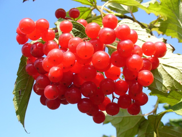 Kalina is red: beneficial and healing properties, contraindications and use of berries, flowers, leaves, bark. Viburnum from pressure, cough, allergies, colds, with psoriasis, diabetes, menopause, in gynecology: recipes