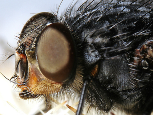 Where do the flies of Drosophiles come from in the apartment, house? How to get rid of flush flies in the apartment, in the kitchen, in flowers: tips. How to make traps for flies Drosophil with your own hands: Instructions