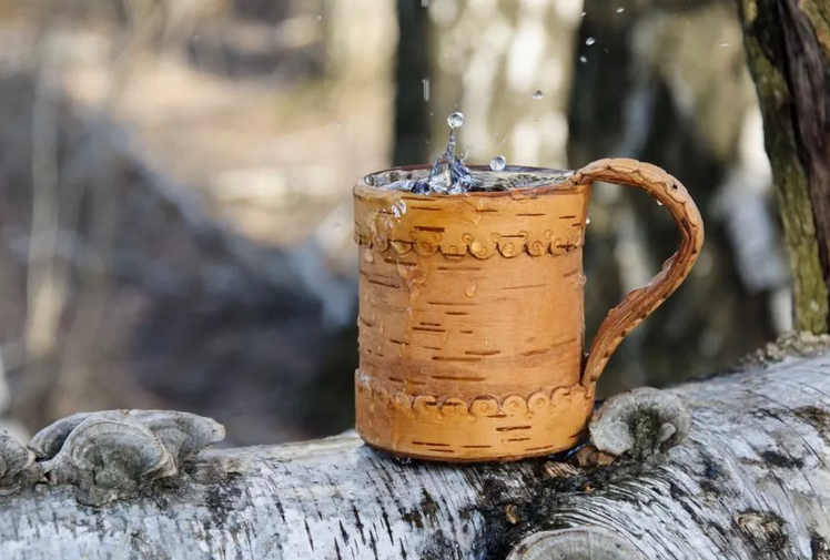 Jus de bouleau au printemps