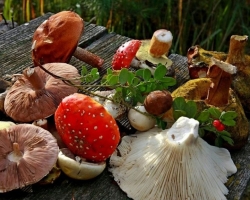Tentang tanda -tanda apa yang dapat dibedakan dengan jamur yang dapat dimakan dari yang tidak bisa dimakan di hutan? Bagaimana cara memeriksa jamur untuk toksisitas di rumah?