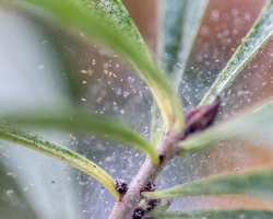 Come sbarazzarsi di un acaro di ragno su piante da interno?