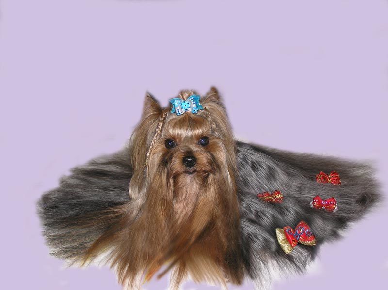How many years have Yorkshire Terriers live on average?