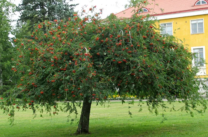 Плакучая форма sorbus aucuparia или рябина красная