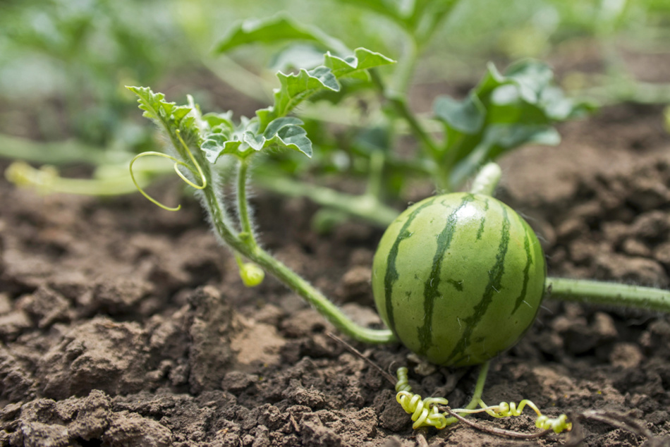 Wassermelone im Garten