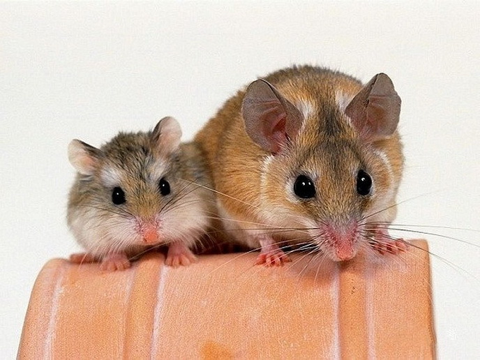 Hamster et rat - favoris, le caractère du propriétaire