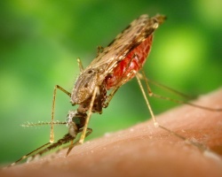 Seperti apa nyamuk malaria, di mana ia tinggal dan seberapa berbeda dari yang biasa? Apa bahaya nyamuk malaria untuk seseorang: gejala penyakit, pengobatan, konsekuensi. Apa yang harus dilakukan jika Anda digigit nyamuk malaria? Nyamuk mana yang berbahaya bagi manusia: nama, daftar, foto
