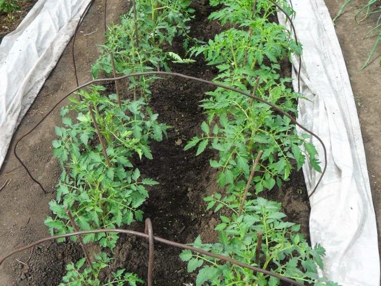 How to protect tomatoes from frost?