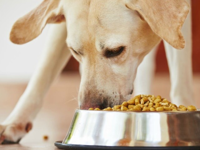 Is it necessary to salt food to the dog: veterinarians' advice, dogovoal reviews