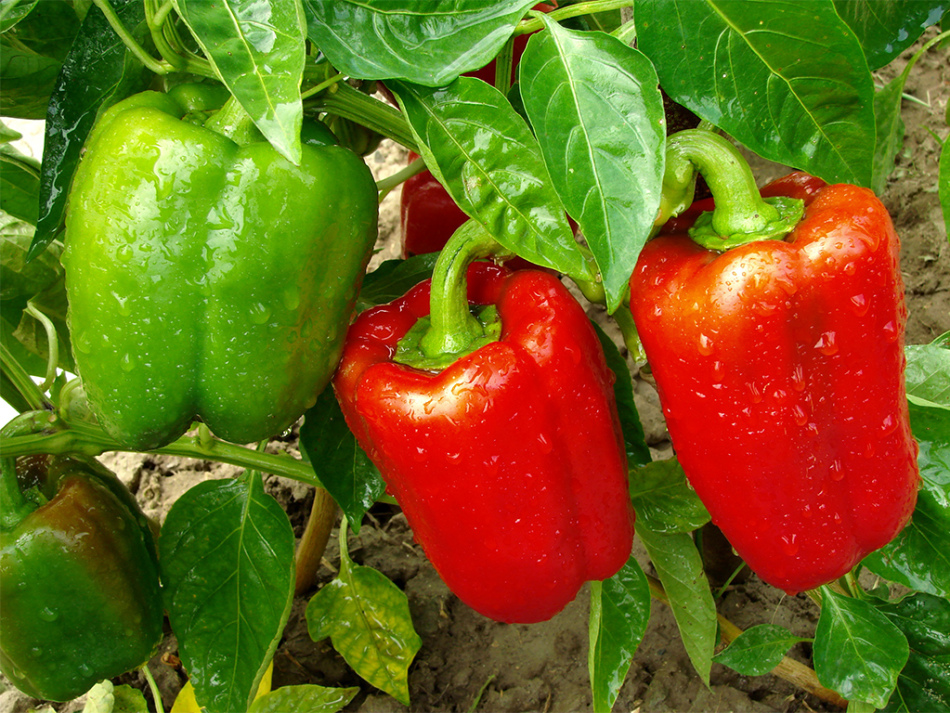 Juicy Bulgarian pepper on the beds