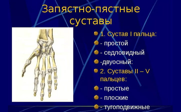 Строение суставов руки человека