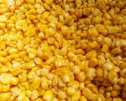 Lehetséges -e nyers kukoricát enni - az előnyök és a lehetséges károk? Milyen kukorica hasznosabb vagy főtt?