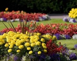 Bunga abadi terbaik untuk kebun Anda, mekar sepanjang musim panas: daftar, nama, deskripsi singkat, foto