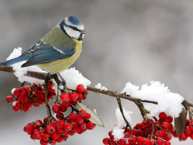 Why dream a tit in a hand, with a broken wing, feed a tit, knocking out the window - interpretation on dream books