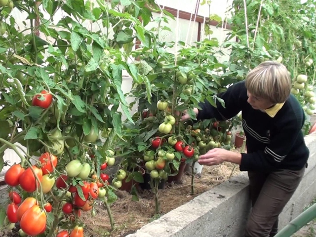 Wie man Tomatenbüsche richtig bildet, ist in einem Gewächshaus und offenem Boden in einem Stiel, zwei, drei Stängel: Schema, Tipps. Was wird passieren, wenn Tomaten nicht gebildet werden? Wann soll Tomaten bilden?