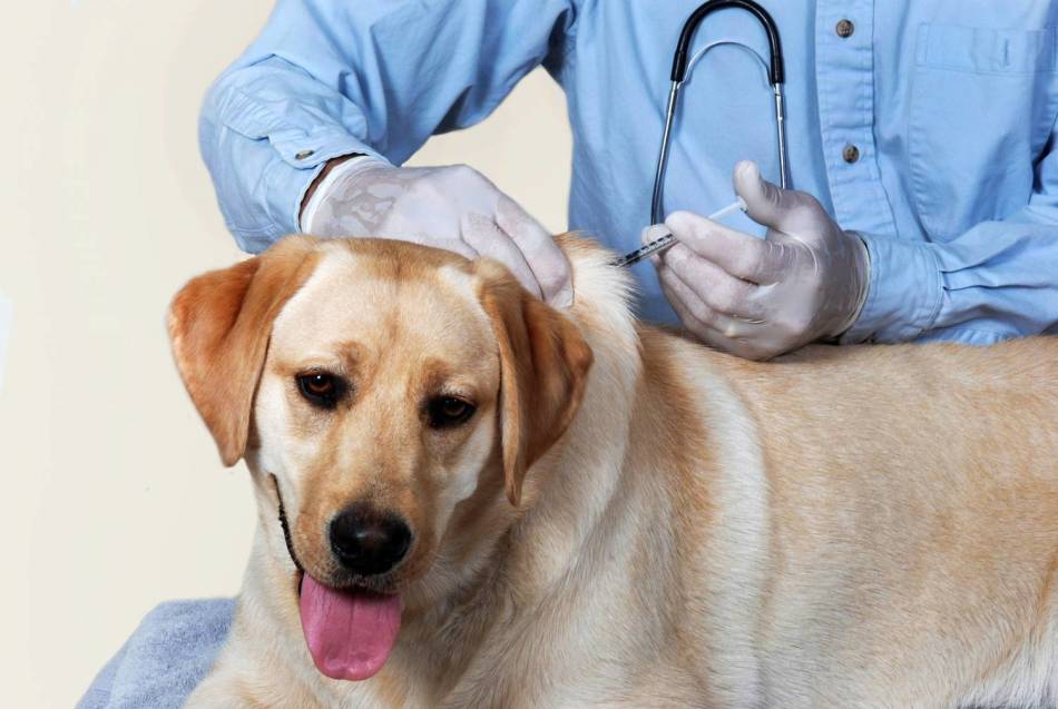 Azidin's injection can save the life of a dog