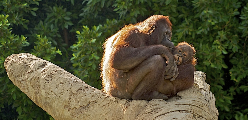 BioParc Fuenhirols, Costa del Sol, Spanien