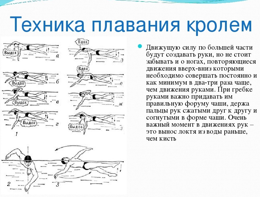 Плавание кролем на груди: техника